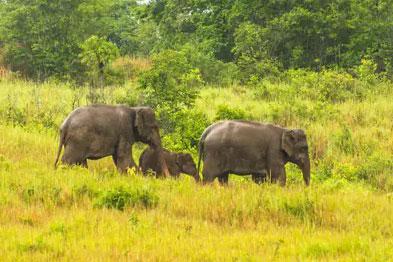 Circuit Thaïlande en famille 15 jours