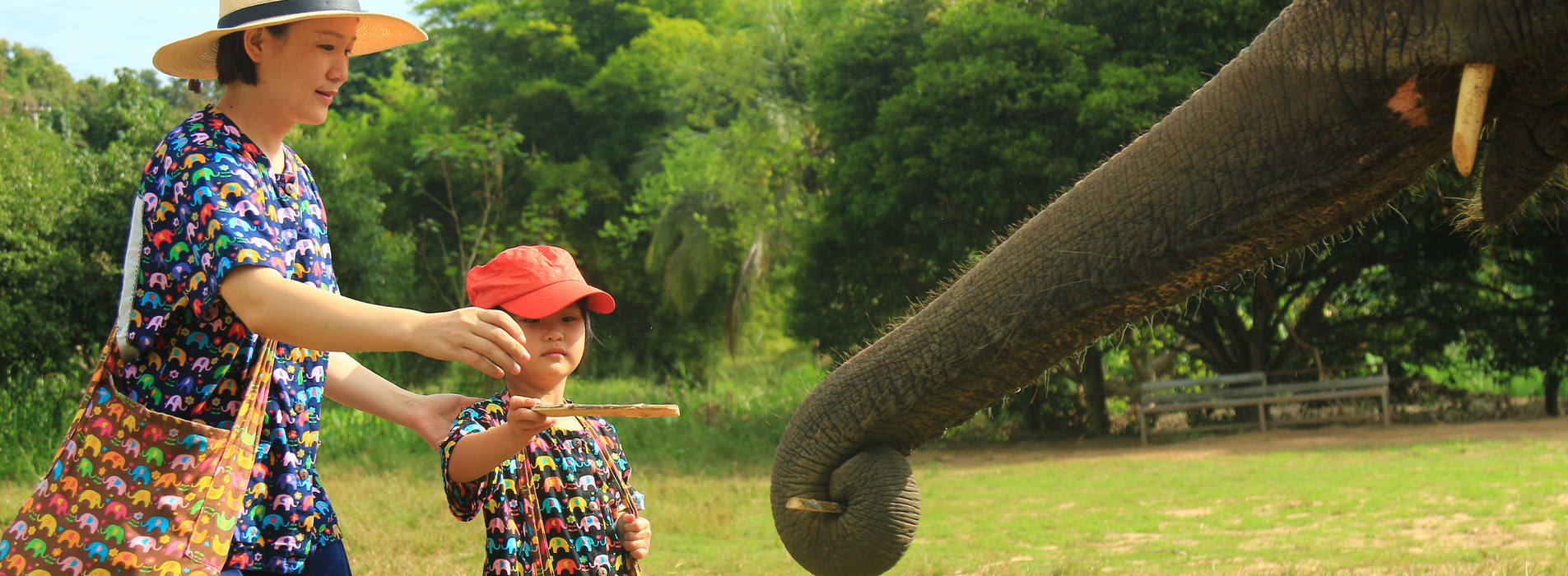 Rencontre de proche avec l'éléphant dans le sanctuaire à Chiang Mai