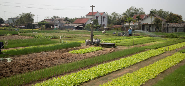 Expérience agricole locale au village local à Hoi An