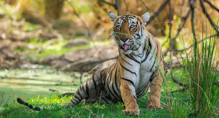 Tigre à Ranthambore
