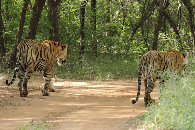 Rencontrez des tigres au Parc national de l'Inde
