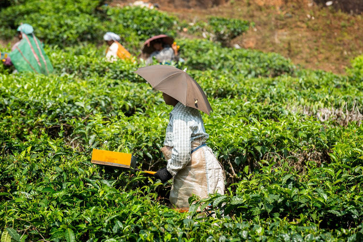 La plantation de thé à Munnar