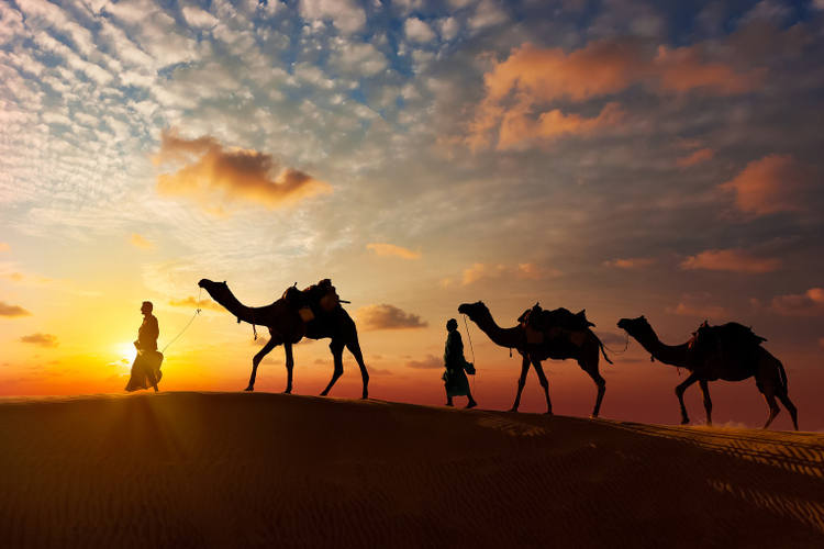 les chameaux à Jaisalmer