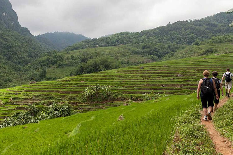 Randonner dans les rizière au nord du Vietnam