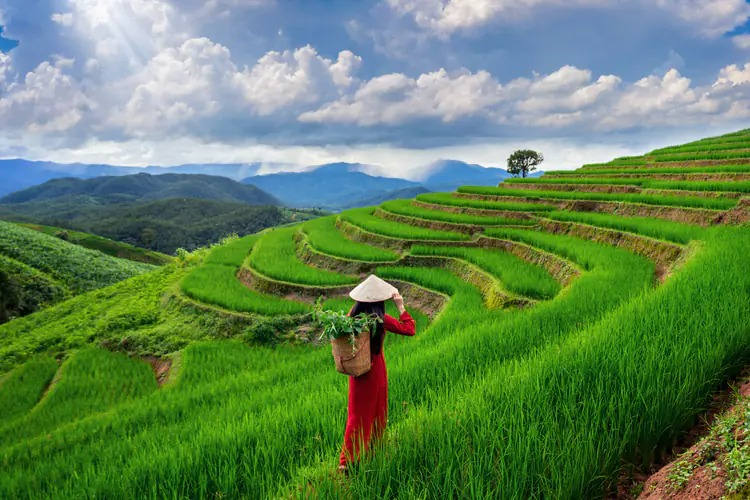 Les rizières en terrasses à Sapa