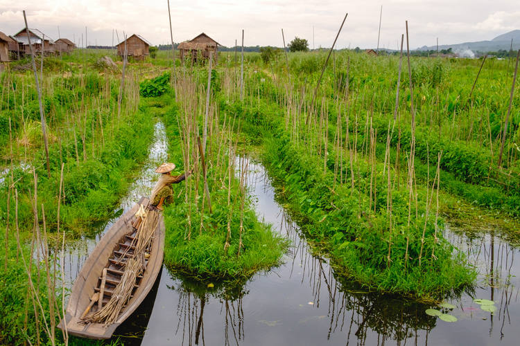 Les plates-bandes agricoles des jardins flottants du Lac Inlé