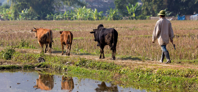 La vie locale dans les villages à Mai Chau