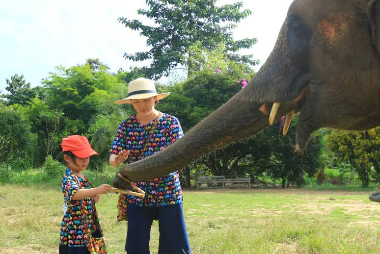S'approcher d'un éléphant à Chiang Mai