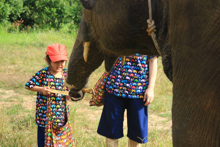 Donner les cannes à sucre à l'éléphant