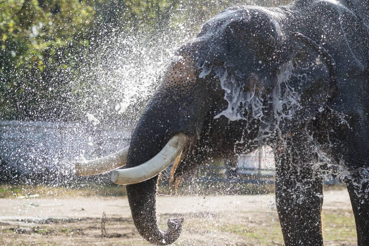 Baigner l'éléphant