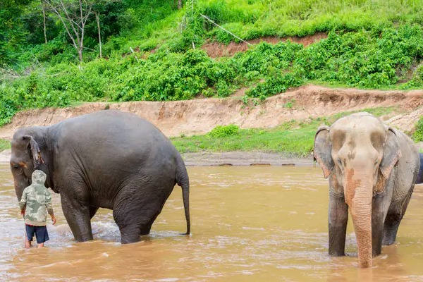 Eléphants à Chiang Mai