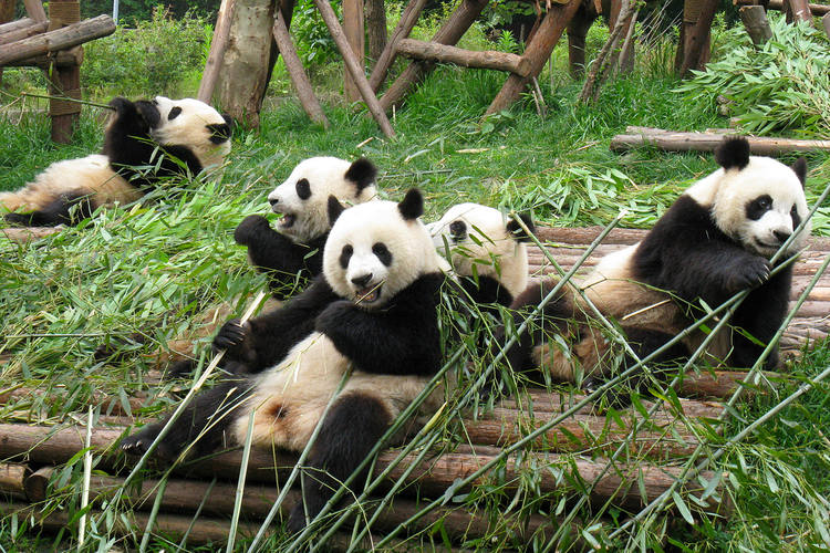 Panda Géant
