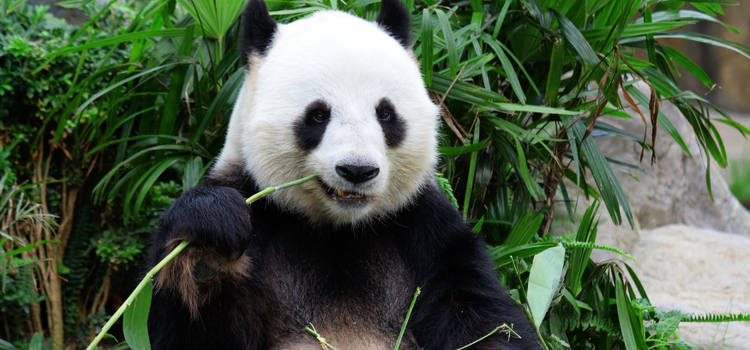 Le Panda Géant au Centre d'élevage et de recherche sur les Pandas
