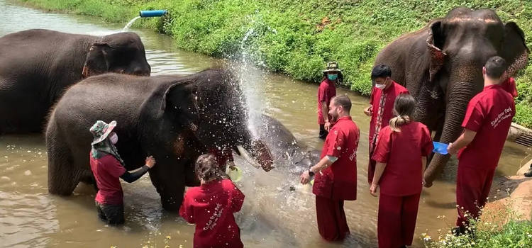 Le programme d'une journée au Sanctuaire de la Jungle des éléphants