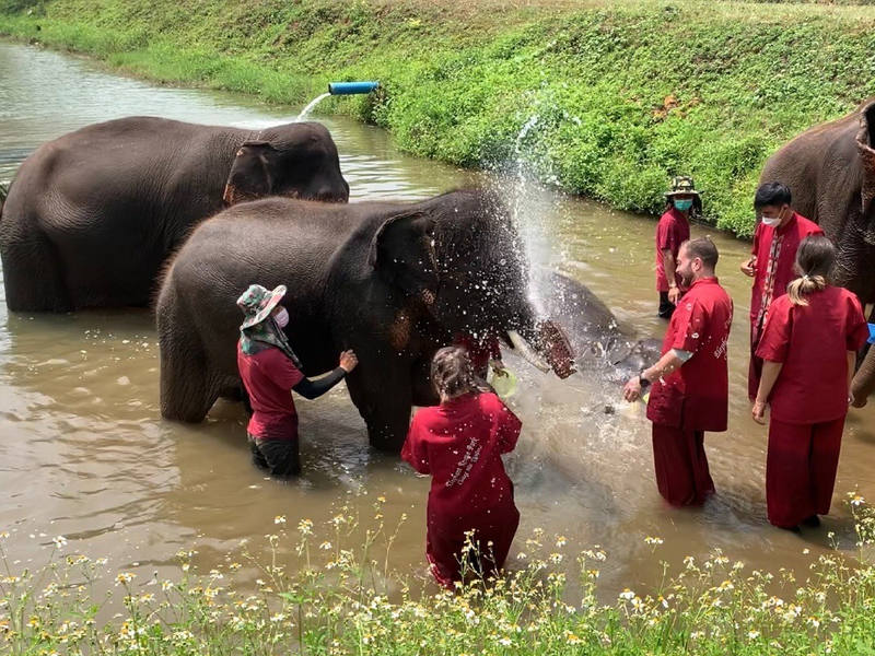 Rencontre rapprochée avec les éléphants