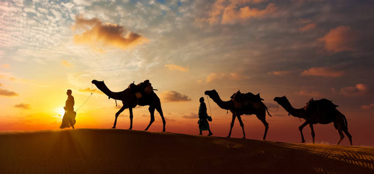 Les chameaux dans le désert de sable