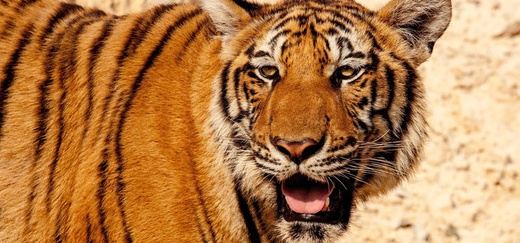 Tigre dans le Parc National de Ranthambore