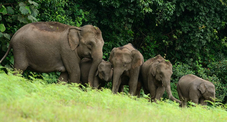Les éléphants au Parc national de Khao Yai