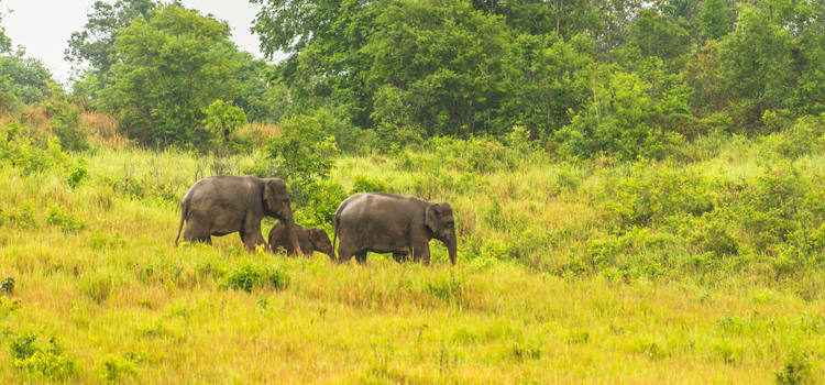Rencontrer les éléphants sauvages