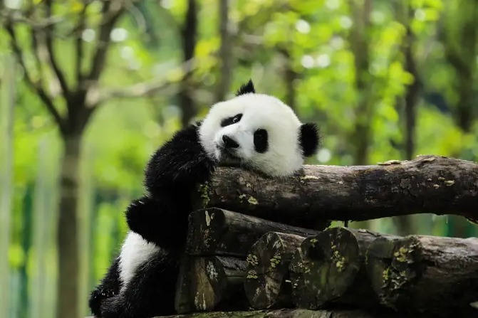 Panda mignon en Chine