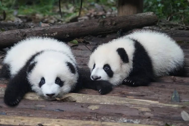 Panda bébé en Chine
