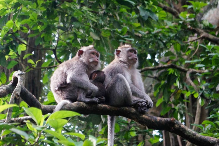 Singes à Ubud