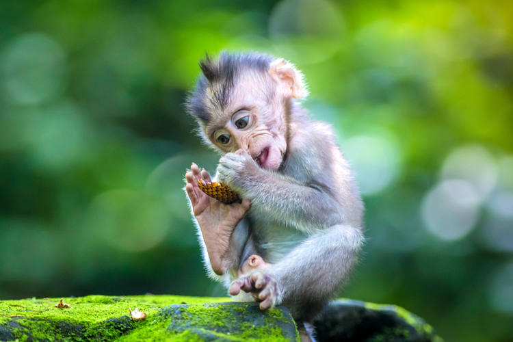 La forêt sacrée des singes